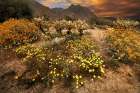 Desert wildflower bloom at Anza Borrego Park in California Art Print